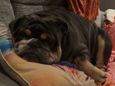 English Bulldog for stud