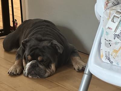 English Bulldog for stud