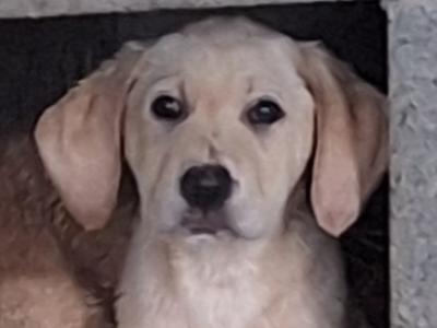 Labrador puppies in Carlow
