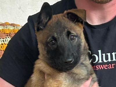 IKC registered(pending)  Belgian Shepherd Malinois puppies in Carlow