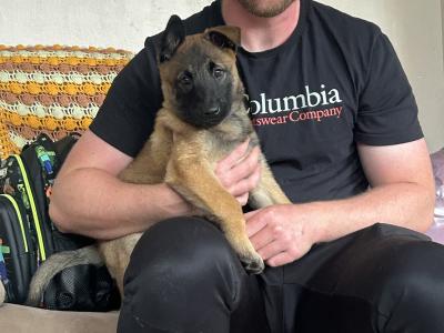 IKC registered(pending)  Belgian Shepherd Malinois puppies in Carlow