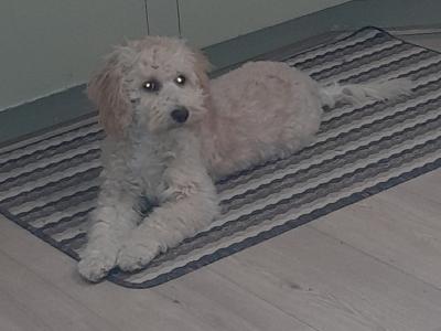 Female Poochon for sale in Wexford