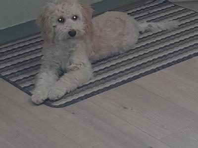 Female Poochon for sale in Wexford