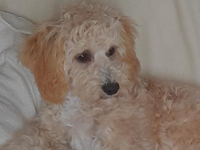 Female Poochon for sale in Wexford