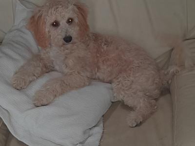 Female Poochon for sale in Wexford