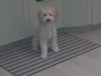 Female Poochon for sale in Wexford