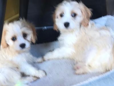 REDUCED PRICE-Beautiful Cavapoo puppies in Tipperary