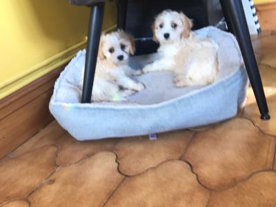 REDUCED PRICE-Beautiful Cavapoo puppies