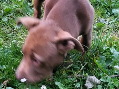 Pink Nose Pitt x Belgian Malinois puppy in Kildare