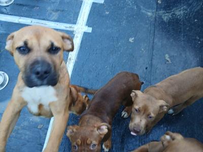 Pink Nose Pitt x Belgian Malinois puppy in Kildare