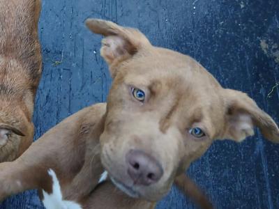 Red Nose Pitbull x Belgian Malinois puppy in Kildare