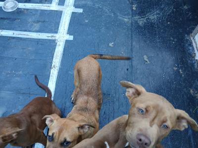 Pink Nose Pitt x Belgian Malinois puppy in Kildare