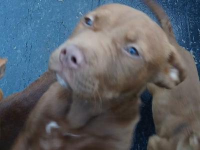 Pink Nose Pitt x Belgian Malinois puppy in Kildare