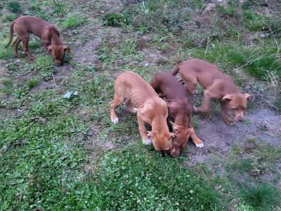 Pink Nose Pitt x Belgian Malinois puppy in Kildare