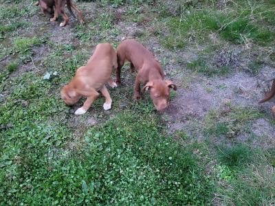 Pink Nose Pitt x Belgian Malinois puppy in Kildare