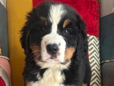 Bernese Mountain Dog puppies in Cork
