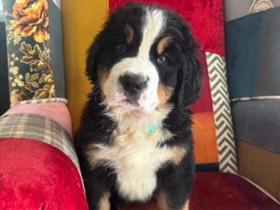 Bernese Mountain Dog puppies in Cork
