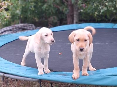 Labrador puppies in Carlow