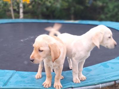 Labrador puppies in Carlow