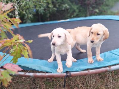 Labrador puppies in Carlow