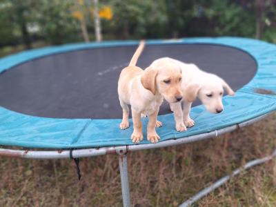 Labrador puppies in Carlow