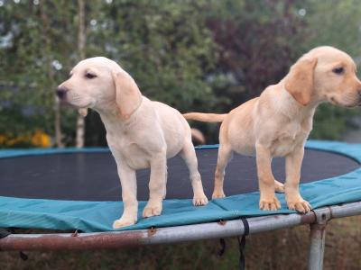 Labrador puppies in Carlow