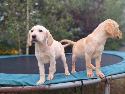 Labrador puppies in Carlow