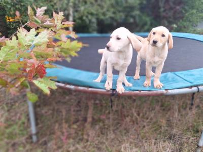 Labrador puppies in Carlow