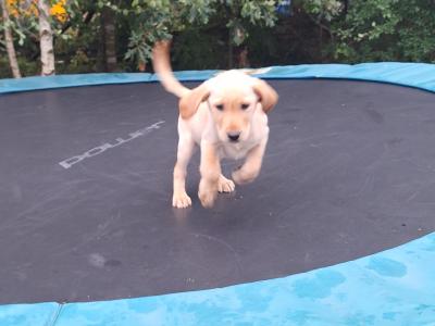Labrador puppies in Carlow
