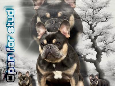 Frenchie stud Build Like a Little Gorilla in Waterford 🦍🔥