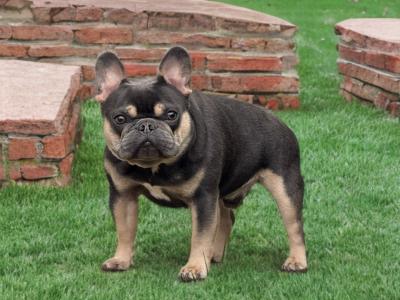 Frenchie stud Build Like a Little Gorilla in Waterford 🦍🔥