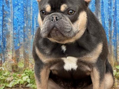Frenchie stud Build Like a Little Gorilla in Waterford 🦍🔥