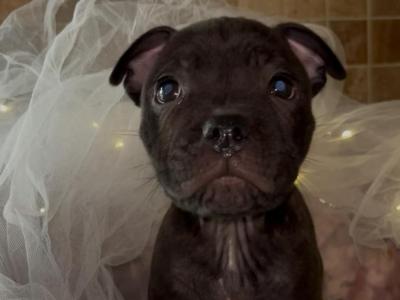 Staffordshire Bull Terrier puppies in Offaly