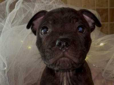 Staffordshire Bull Terrier puppies in Offaly