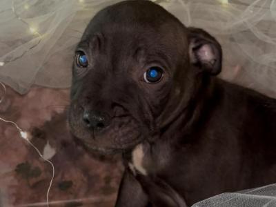 Staffordshire Bull Terrier puppies in Offaly