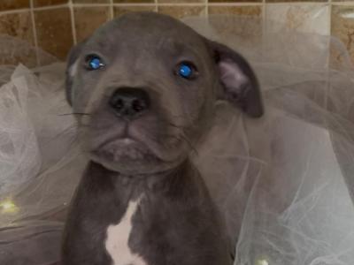 Staffordshire Bull Terrier puppies in Offaly