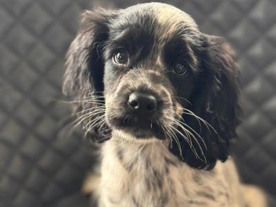 Cockalier puppies (Cocker Spaniel x Cavalier King Charles) in Clare