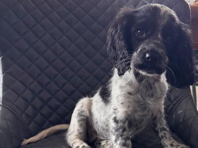 Cockalier puppies (Cocker Spaniel x Cavalier King Charles) in Clare