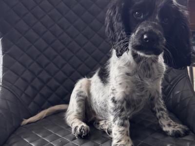 Cockalier puppies (Cocker Spaniel x Cavalier King Charles) in Clare