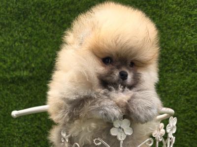 IKC Registered(Pending) Fluffy Pomeranian Girl puppies 💕 in Laois
