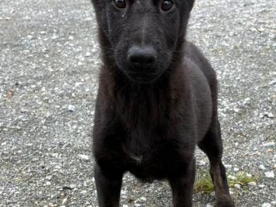 IKC Registered Working Line German Shepherd puppies in Tipperary