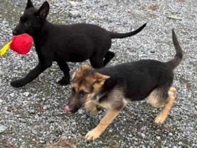 IKC Registered Working Line German Shepherd puppies in Tipperary