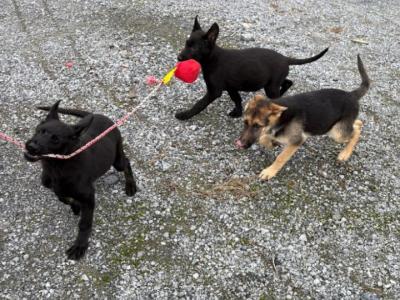 IKC Registered Working Line German Shepherd puppies in Tipperary