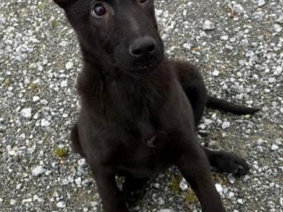 IKC Registered Working Line German Shepherd puppies in Tipperary
