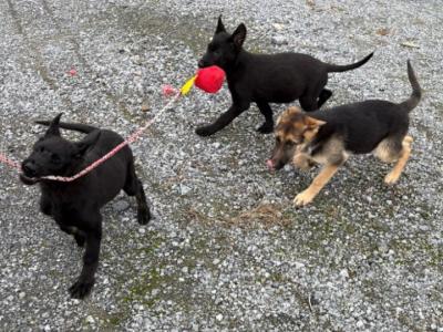 IKC Registered Working Line German Shepherd puppies in Tipperary