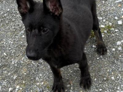 IKC Registered Working Line German Shepherd puppies in Tipperary