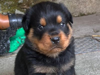 IKC (pending) male Rottweiler puppy in Cork