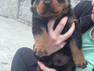 IKC (pending) male Rottweiler puppy in Cork