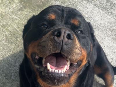 IKC (pending) male Rottweiler puppy in Cork
