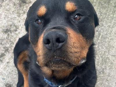 IKC (pending) male Rottweiler puppy in Cork